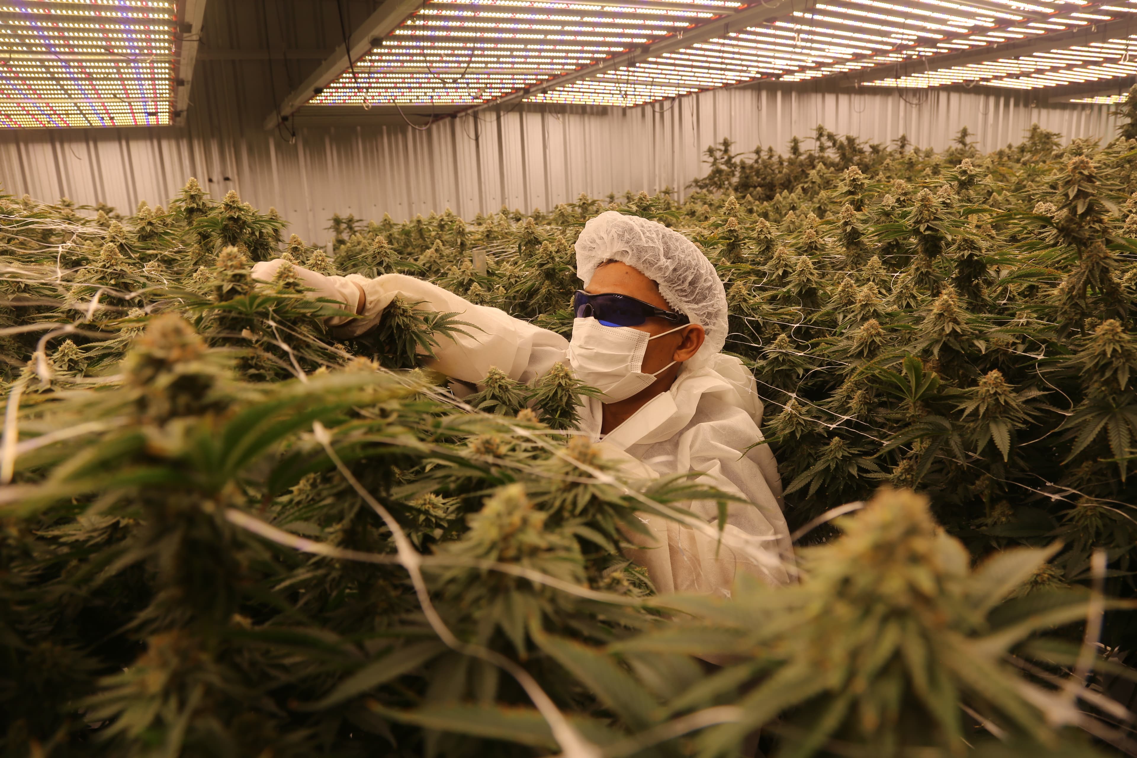 Cultivation room